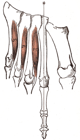 Plantar Interossei of the Foot1